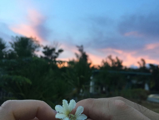 恋人岬で教えてくださった花