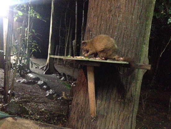 BBQ中に現れた野生のポッサム