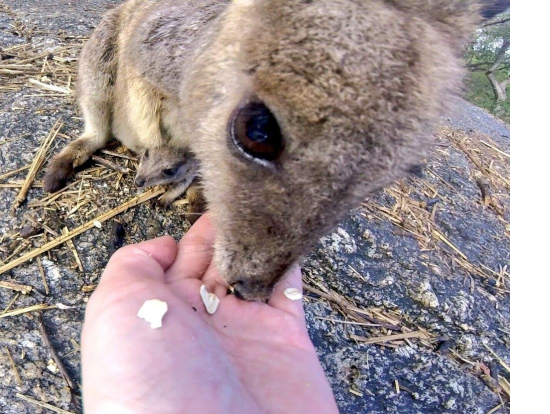 ロックワラビーの餌付け体験
