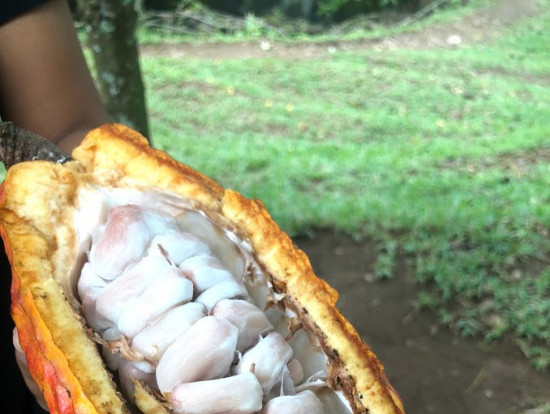 貴重なカカオ。おいしかったです