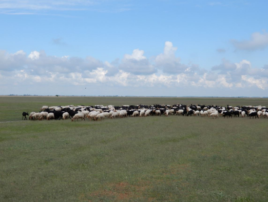 プスタにいる白黒ヒツジ