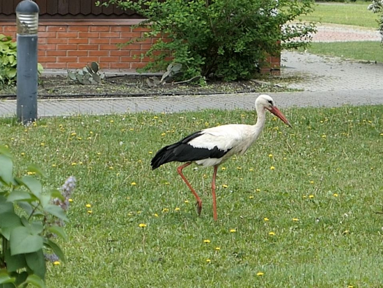 こうのとりを見かけます