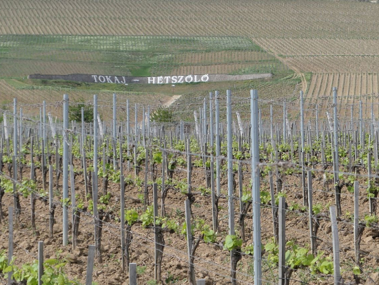 トカイのぶどう畑