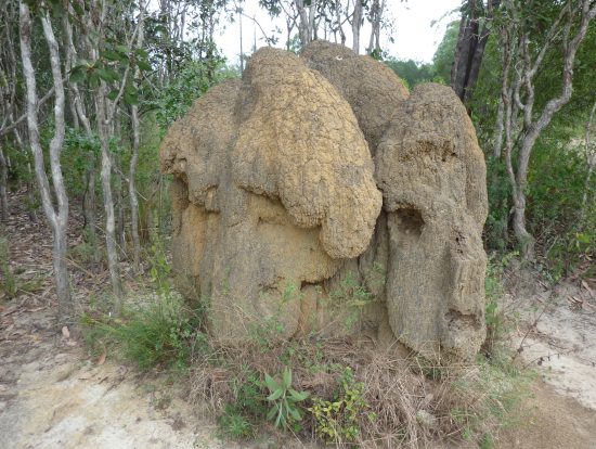 巨大アリ塚
