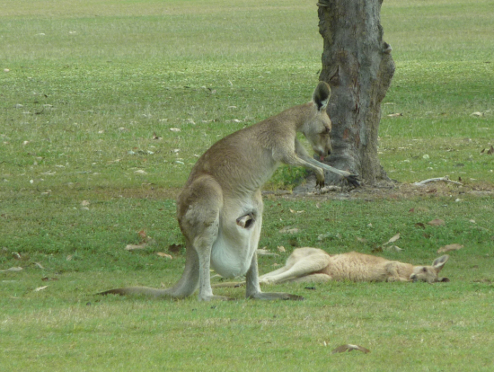 ゴルフコースのカンガルー。お腹の袋から赤ちゃんが足を出している。