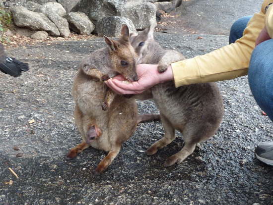 ロックワラビーへの餌付け。お腹の袋から赤ちゃんが顔を出している。