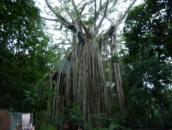 絞め殺しイチジク