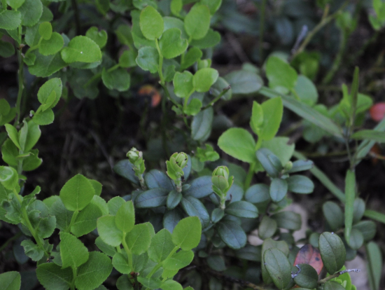 コケモモ？の方だったかな…