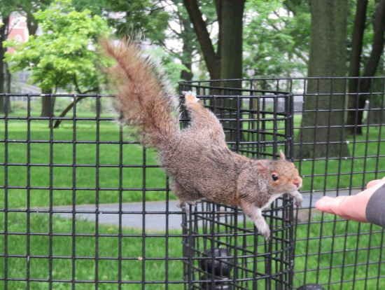 9、フェリー乗り場付近の公園には、リスがいっぱい