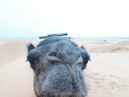 Camel