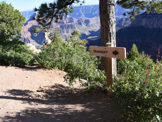 お花も咲いてました
