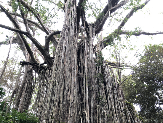 イチジク締めゴロシの木