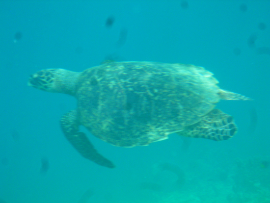 大きなウミガメでした。