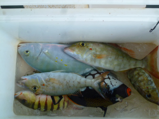 皆で釣った魚。