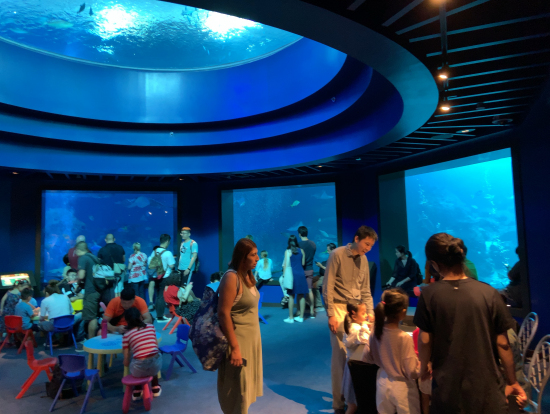 天井にも窓があり、泳いでいる魚を下から見ることもできます