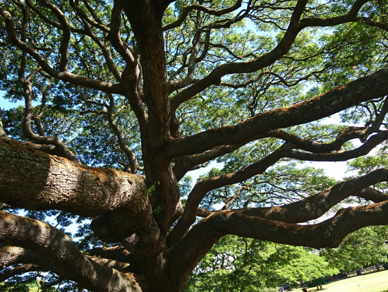 下から見上げる巨木