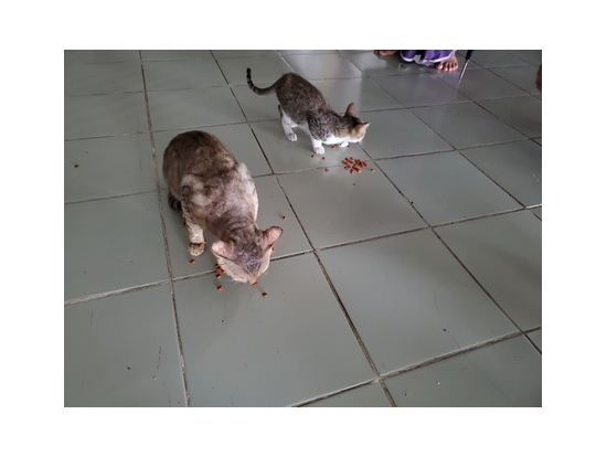 チャウッタージーパゴダのネコ達