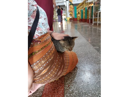 膝に乗ってきたネコ 下ろすと怒っていた(笑)