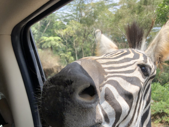 エサやりは迫力があります。