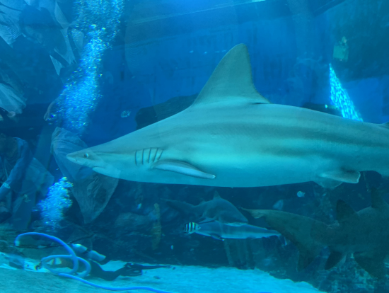 大迫力のサメ