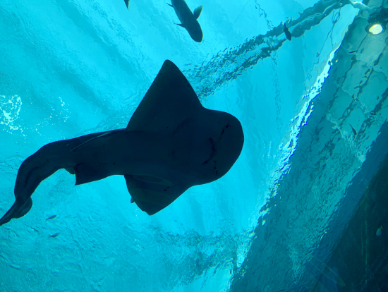 サメやエイをドーム型水槽の下から見ることができます