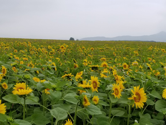この時期だけ弟子屈には一面のひまわり畑が