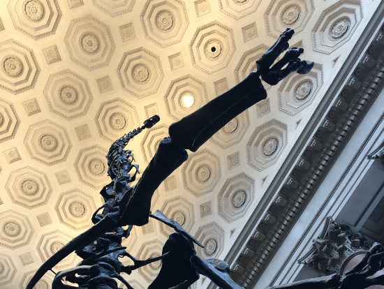 下から見た恐竜の模型!