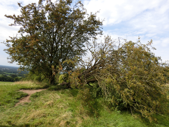 タラの丘のサンザシ