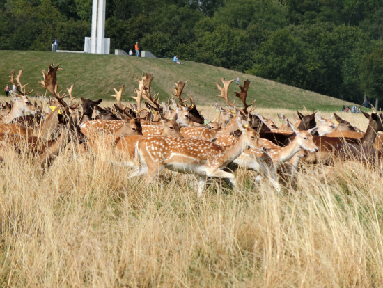 フェニックスパークの鹿
