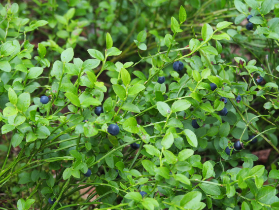 森の中のブルーベリー