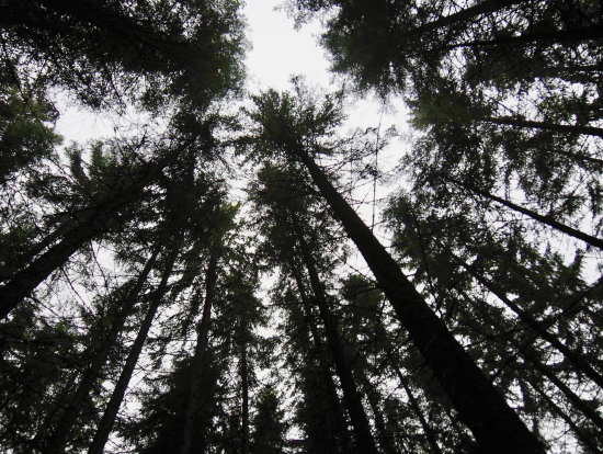 森の中はとてもふかふかしてました。