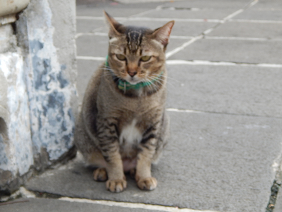 暁の寺に住む?ネコちゃん