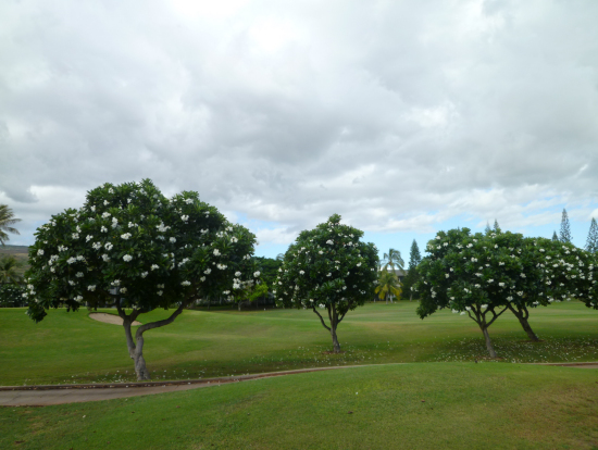 この木の向こう側が海のはず