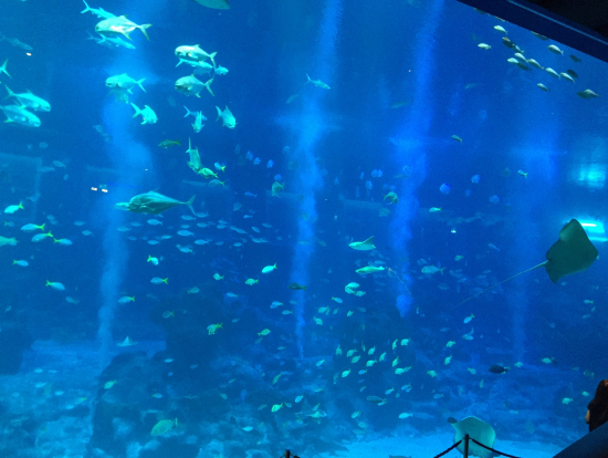 セントーサ島シーアクアリウム