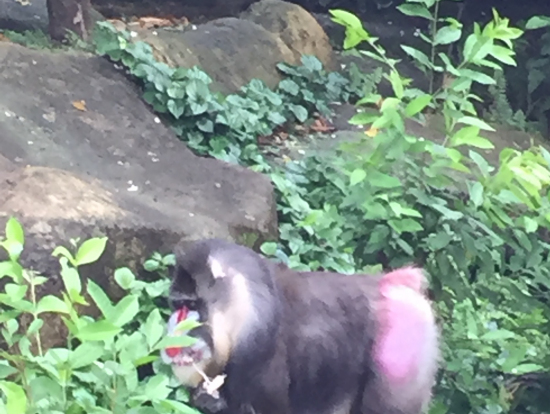 シンガポール動物園