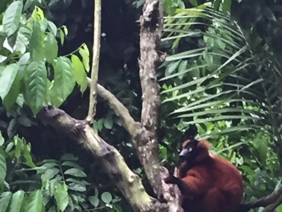 シンガポール動物園