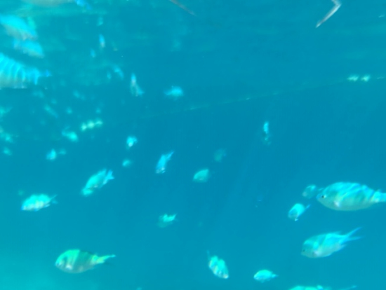 砂浜からすぐでこんなに魚がいました