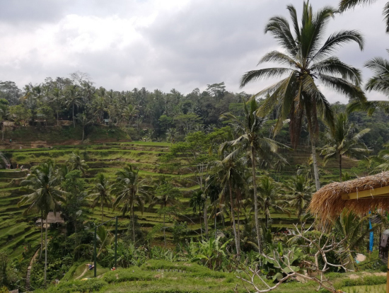 テガラランです。