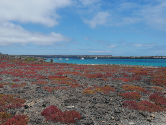 赤い海藻みたいな…