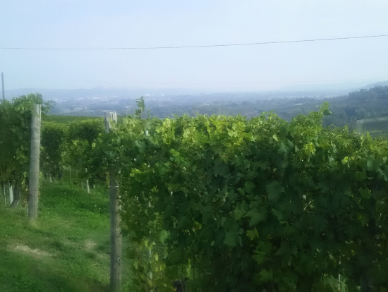 バルバレスコのぶどう畑