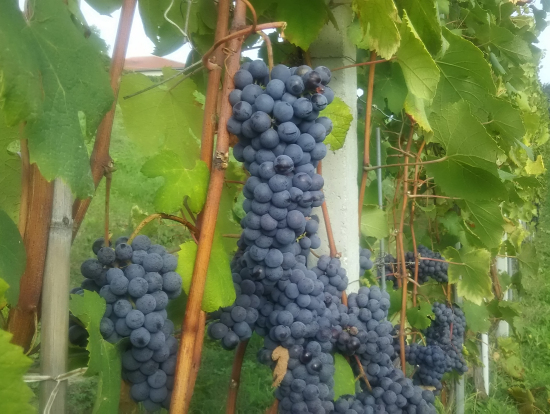バルバレスコの収穫間際のぶどう