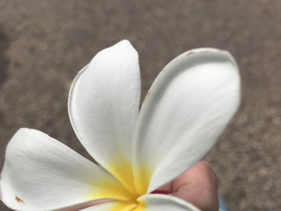 ベンメリア遺跡で見つけたブーゲンビリア