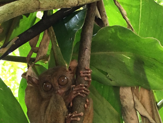 10匹のターシャに会えました