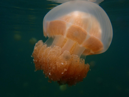 ジェリーフィッシュとともに美しく幻想的な体験を 旅行記事 Emo エモ 旅メディア