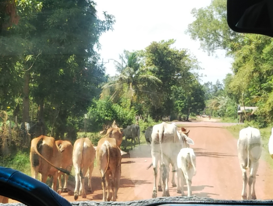 車の前を歩く牛