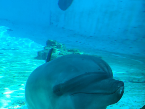 かわいいイルカちゃんです