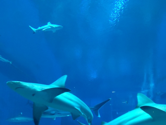 水族館もあります