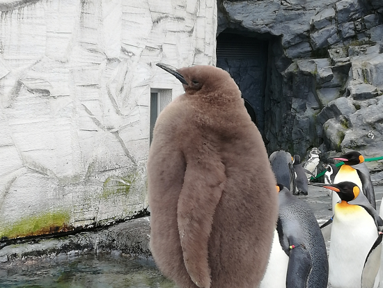 オウサマペンギンの子供