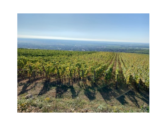 どこまでも連なるぶどう畑を車で走る途中には、おとぎ話に登場するような村々があります。