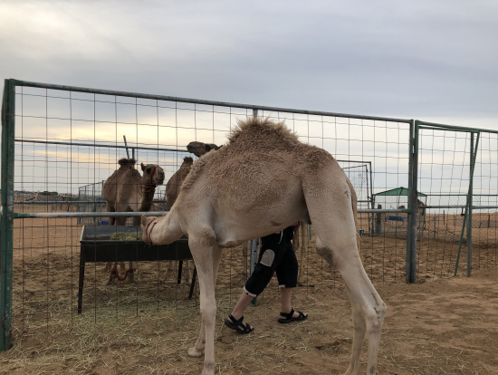 ラクダ農場見学
